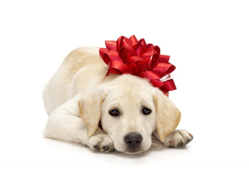 Un chien n'est pas un cadeau de Noël. Les alternatives.