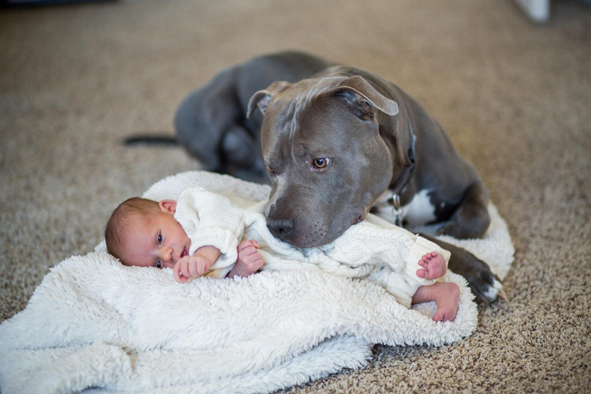 Pitbull et bébé