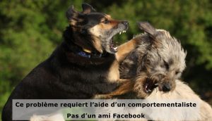 Conseils pour chiens sur Facebook
