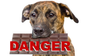 Le chocolat est potentiellement mortel pour votre chien