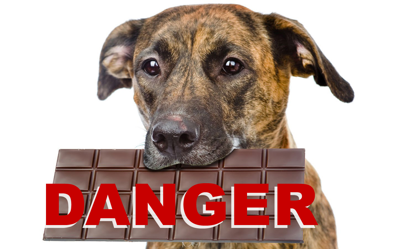 Le chocolat peut tuer votre chien