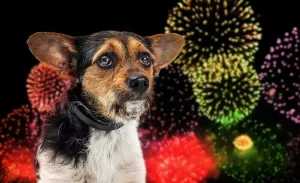 Les chiens et les feux d'artifice