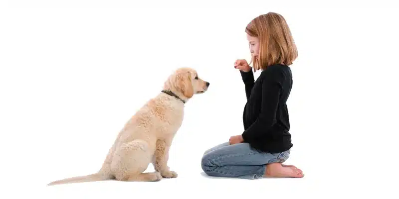 Promotion Maternelle pour chiots