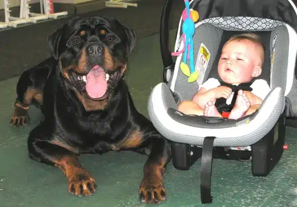 éducation canine - chien Rottweiler et bébé