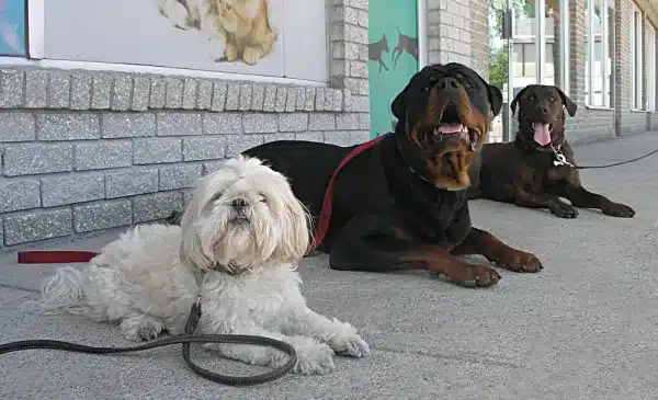 éducation canine - Shih Tzu, Rottweiler et Labrador Retriever