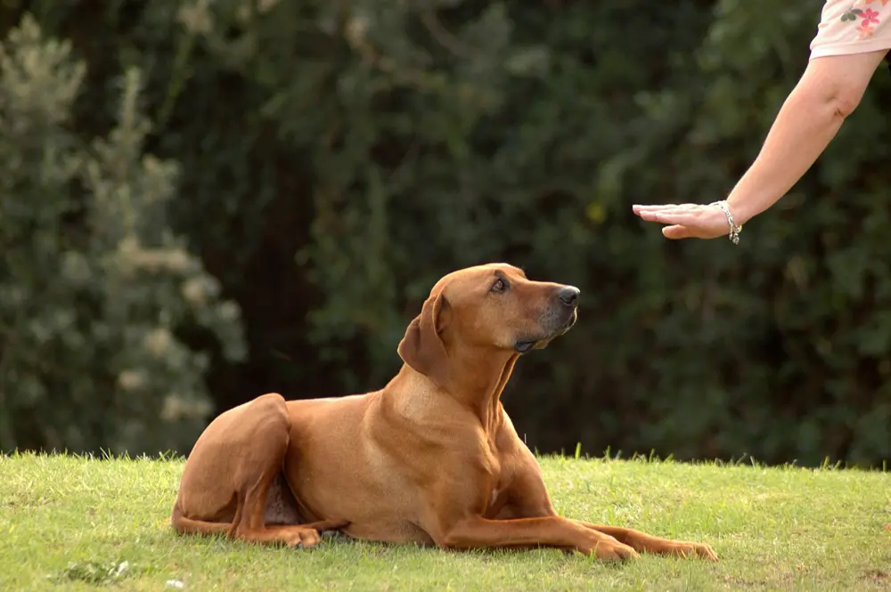 Dressage de chiens. Éducateur canin