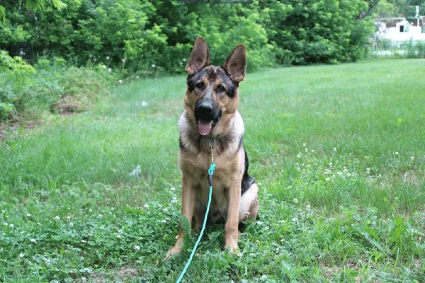 Éducation canine. Dressage de chiens. La ligne de sécurité pour chiens