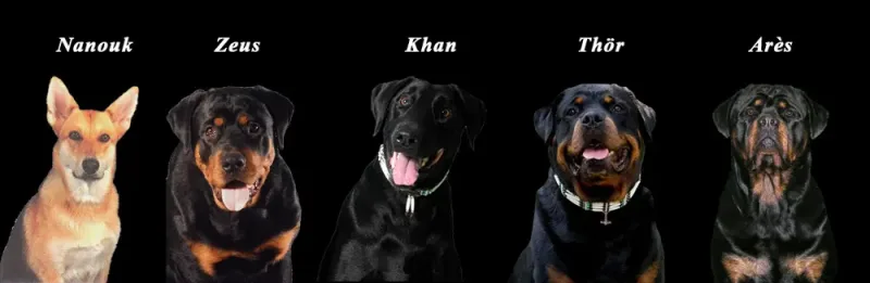 Éducation canine. Dressage de chiens. Les cinq premiers