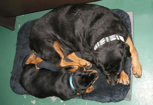 Éducation canine et dressage de chiens. Thör et Arès