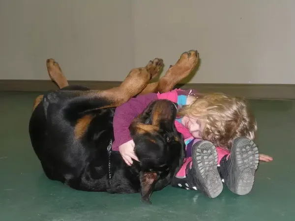 Dressage canin et éducation canine. Rottweiler et jeune fille