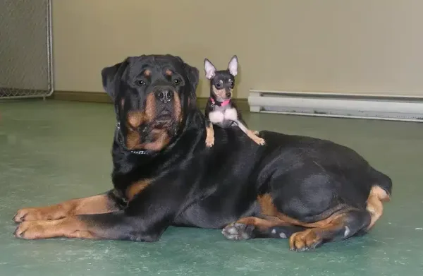 Dressage de chien et éducation canine. Rottweiler et pinscher nain