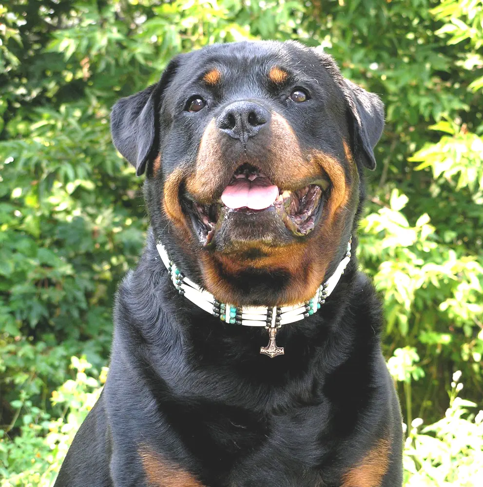 Rottweiler. Éducation canine