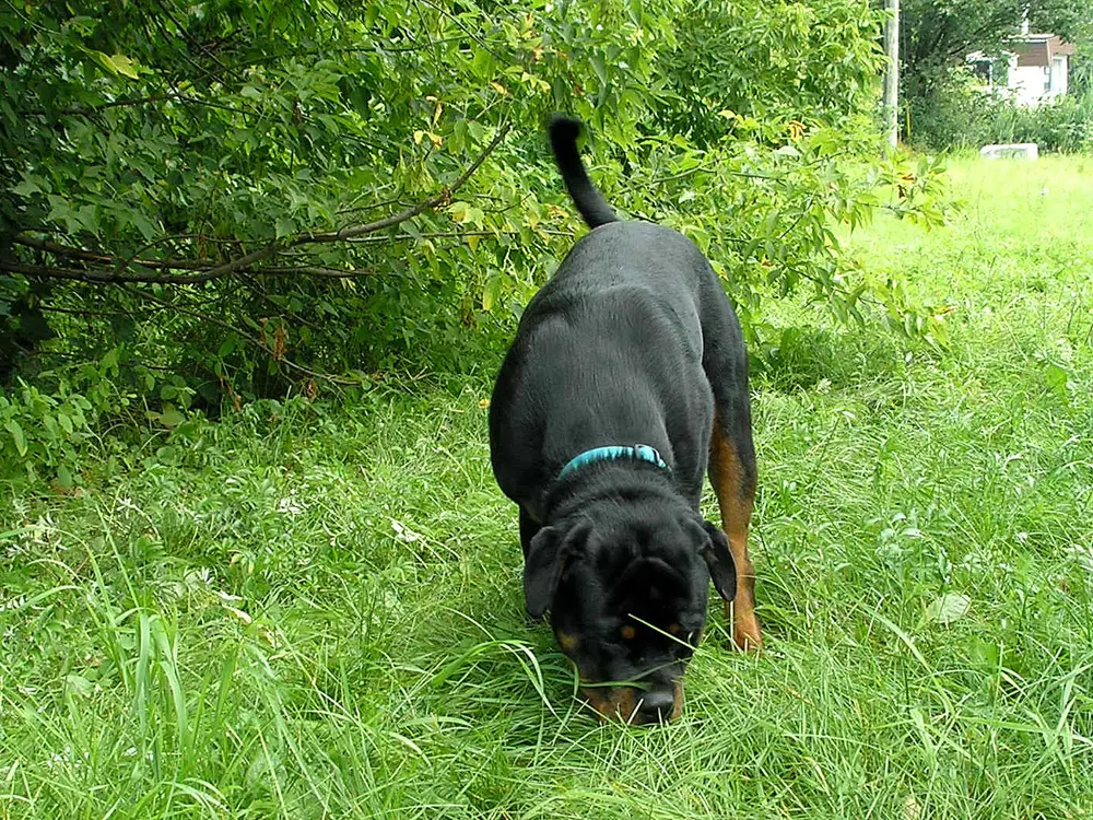 Dressage de chiens. Détection à l'odeur