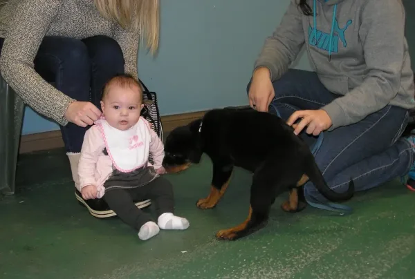 éducation canine et dressage de chiens. Arès et bébé