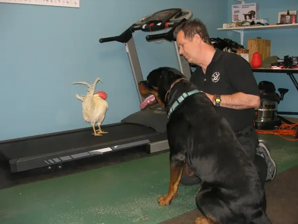 Éducation canine et dressage de chiens. Arès et coq