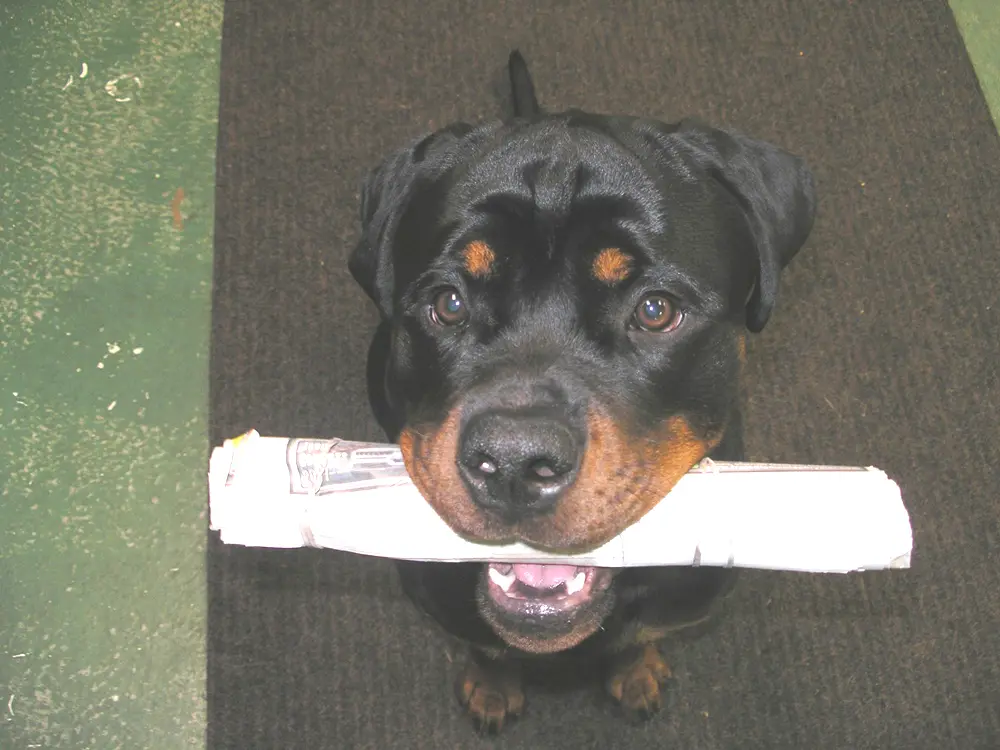 Dressage de chiens. Rottweiler