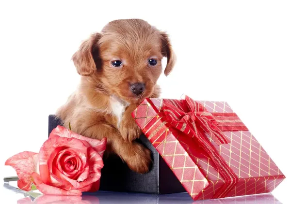 chien dans une boîte cadeau