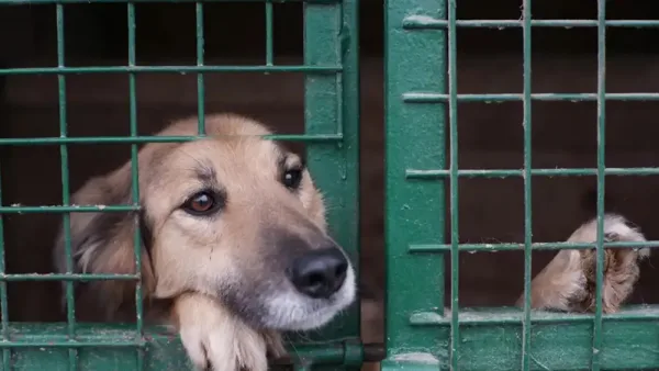 Éducation canine. Abandon de chiens