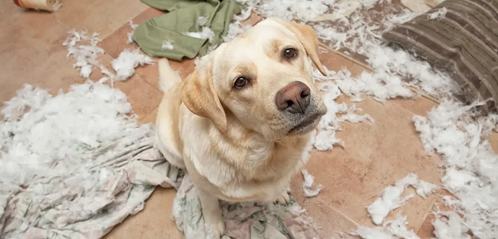 Éducation canine. Comportementaliste canin