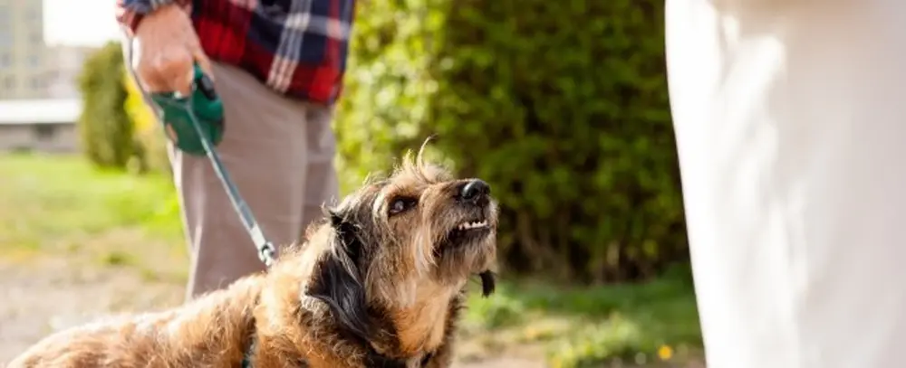 Morsure de chiens. Éducation canine