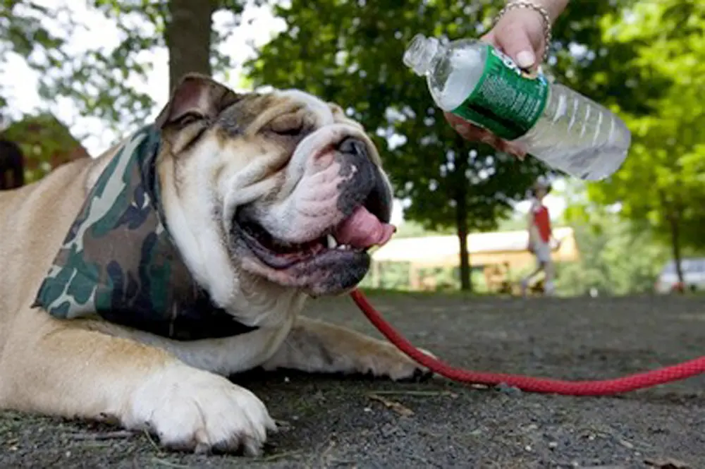 Éducation canine. Santé du chien