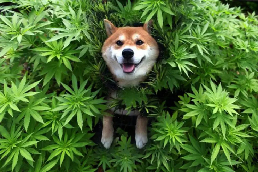 Santé du chien. Marijuana et chien