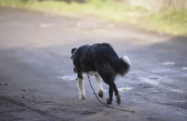 Éducation canine. Dressage de chiens. Chien qui fugue