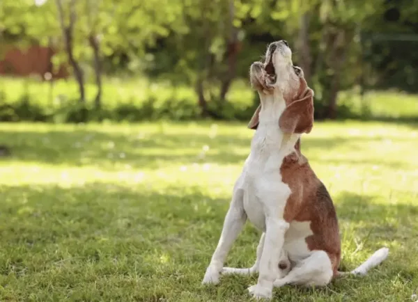 Éducation canine. Comportementaliste canin