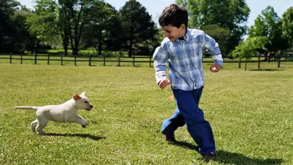 Éducation canine. Marcher avec le chien