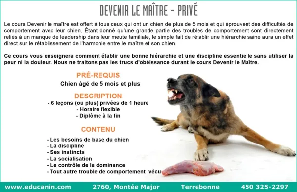 Éducation canine. Dressage de chiens