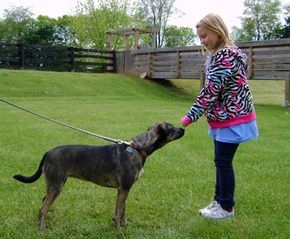 Éducation canine. Comportementaliste canin