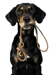 Dressage de chien et éducation canine. Leçon d'essai