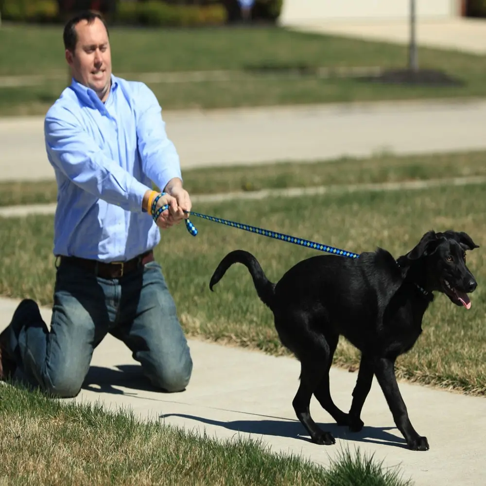 Dressage de chiens