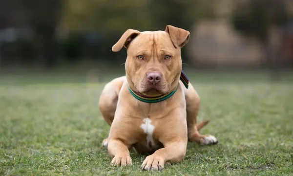 Éducation canine. Dressage de chiens