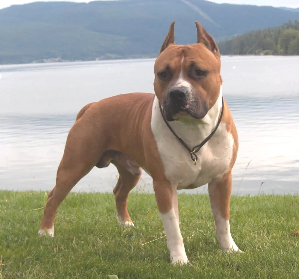 Éducation canine. Dressage de chiens