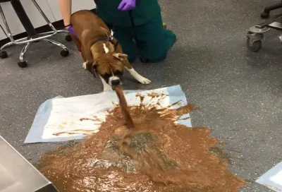 Santé du chien. chocolat et chien