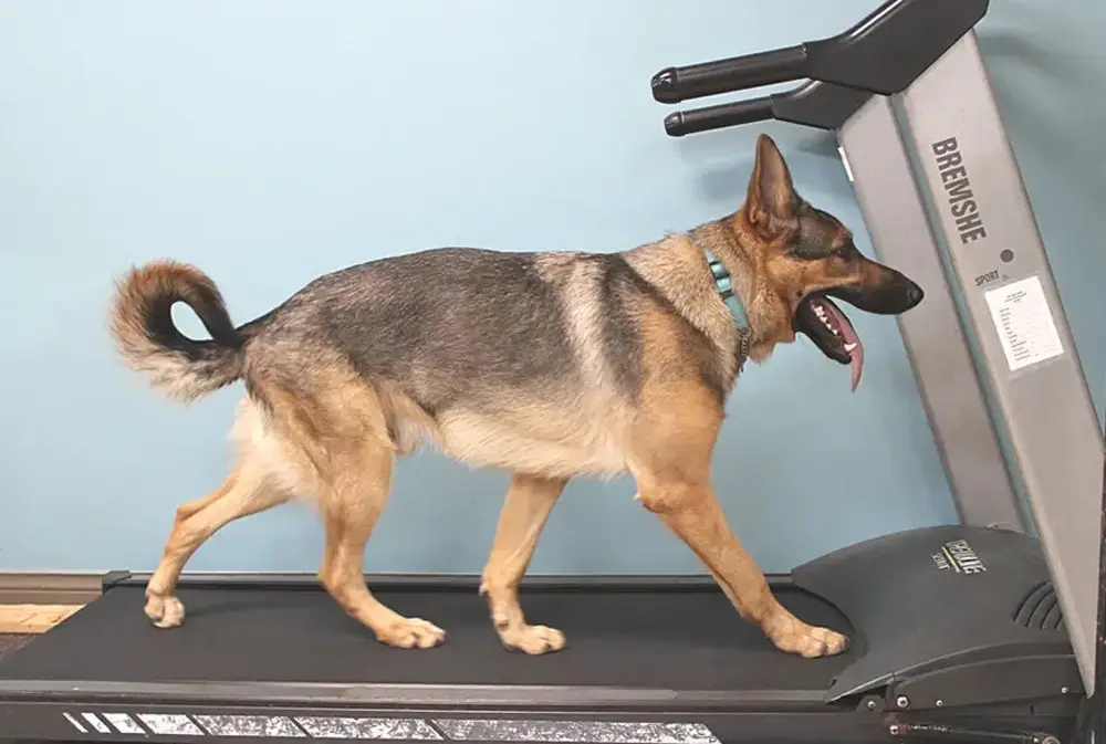 Dressage de chiens et éducation canine. Tapis roulant pour chiens