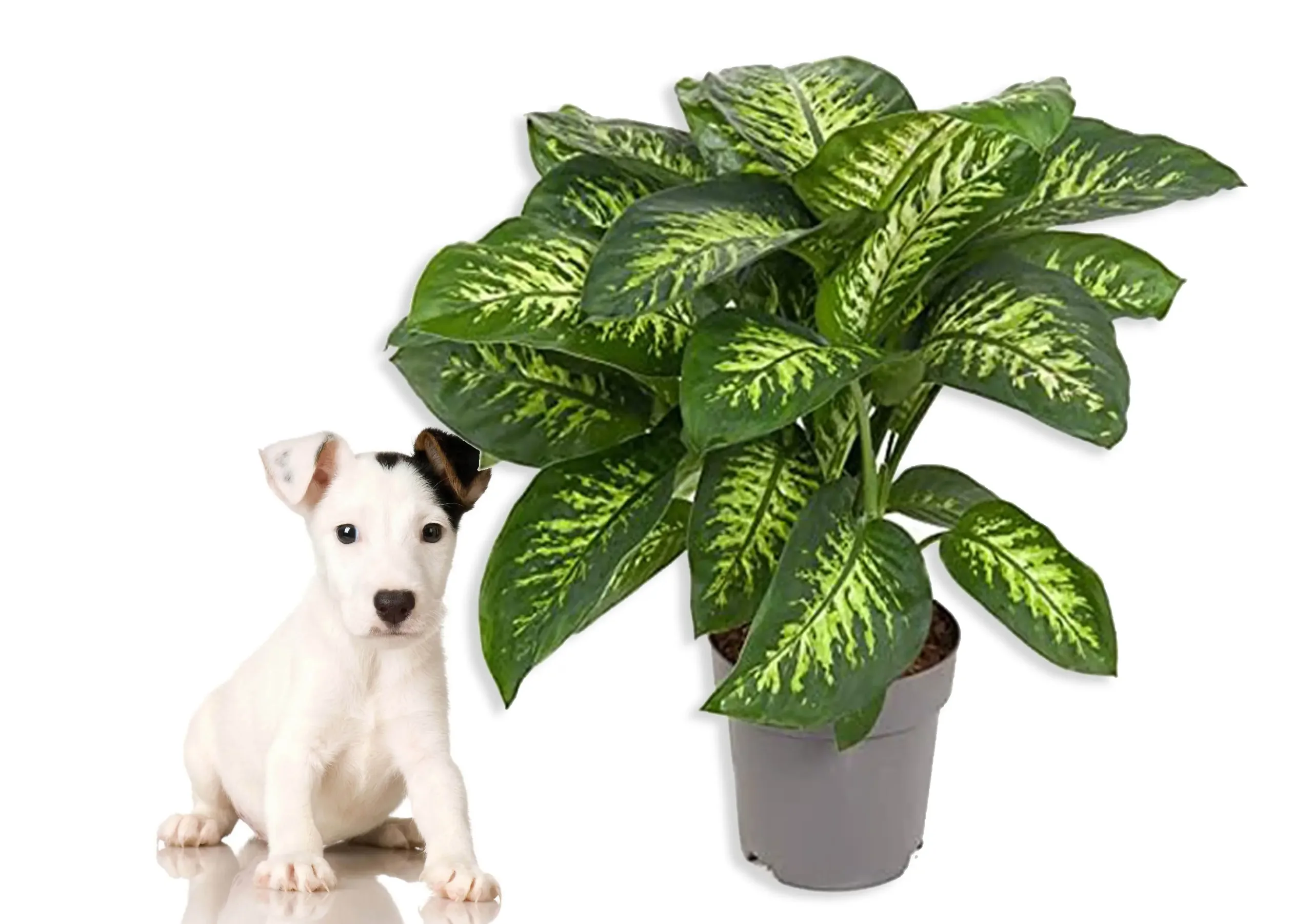 éducation canine. Plantes dangereuses pour les chiens