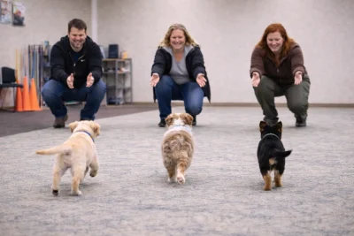 Chiot qui donne la patte chez Sylvain Duchesneau, éducateur canin
